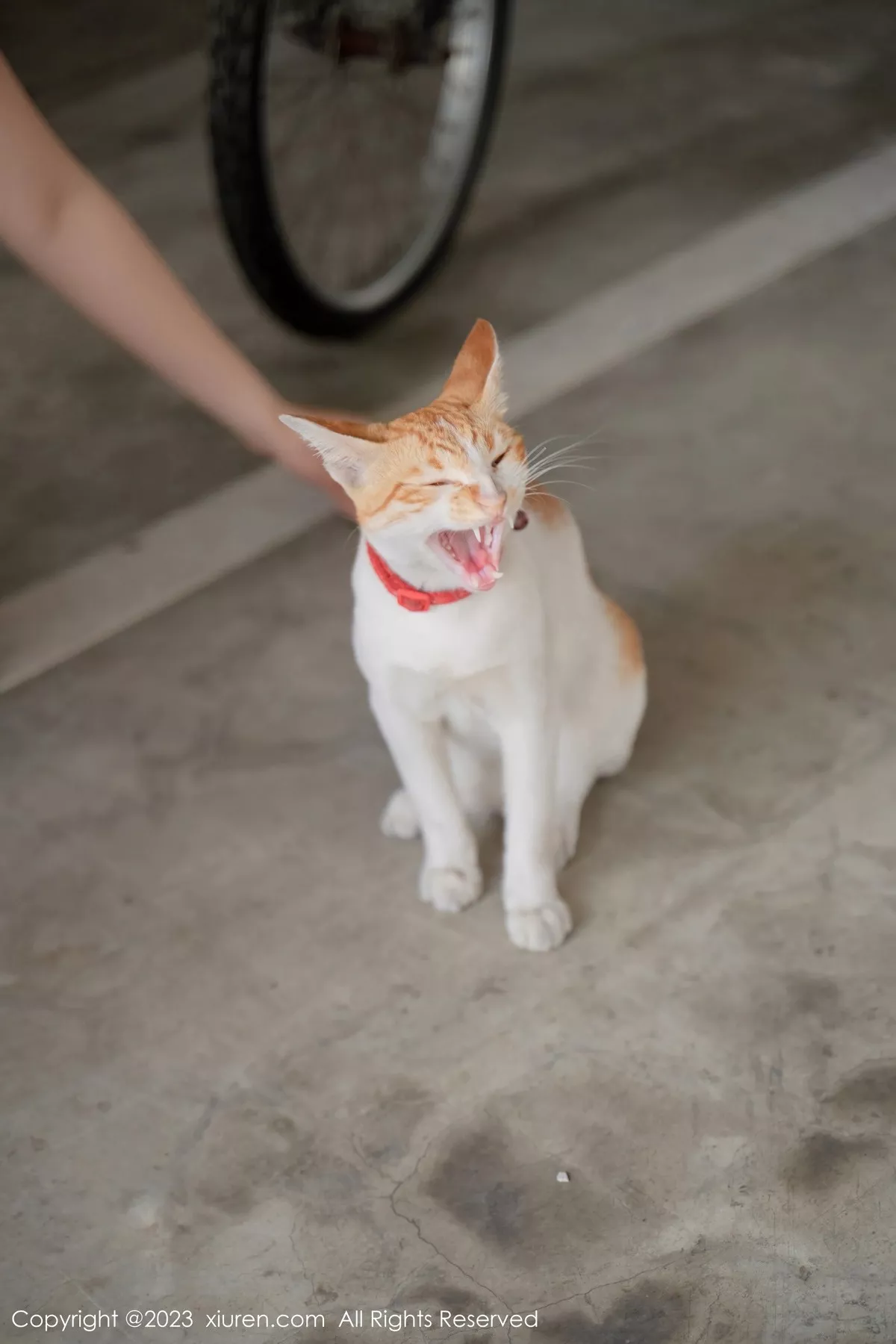 图片[23]-艾希儿-秀人集